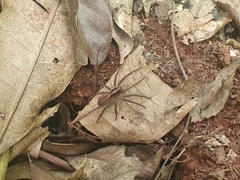 Lycosinae