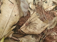 Lycosinae