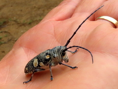 Zographus nivisparsus