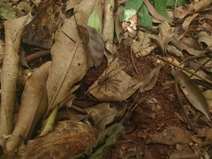 Lycosinae
