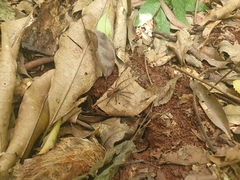 Lycosinae