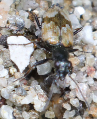 Lachnophorus elegantulus