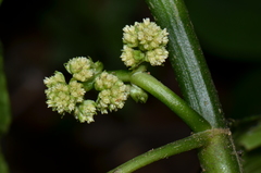 Notopleura aggregata