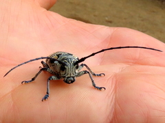 Zographus nivisparsus