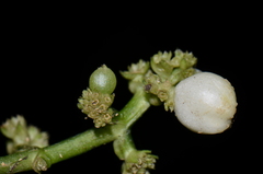 Notopleura aggregata