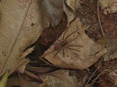 Lycosinae