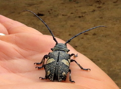 Zographus nivisparsus