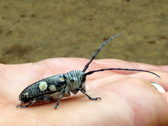 Zographus nivisparsus