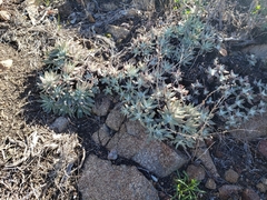 Dudleya campanulata