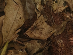 Lycosinae