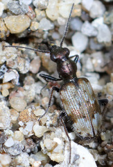 Lachnophorus elegantulus