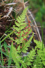 Dryopteris aemula