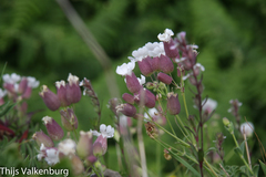 Silene uniflora uniflora