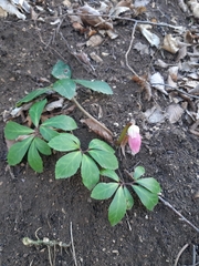 Helleborus niger