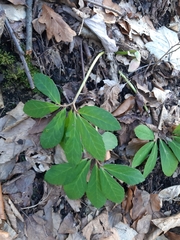 Helleborus niger