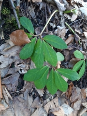 Helleborus niger