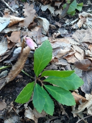 Helleborus niger