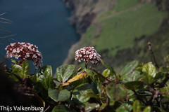 Viburnum treleasei