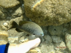 Plectroglyphidodon marginatus