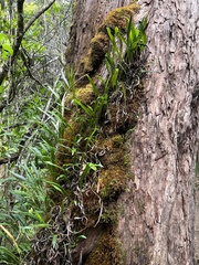 Elaphoglossum wawrae