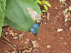 Dynamine tithia
