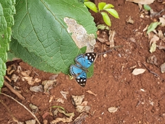 Dynamine tithia