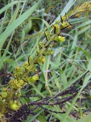 Thesium cupressoides