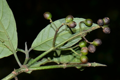 Psychotria panamensis