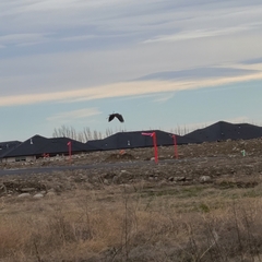 Haliaeetus leucocephalus