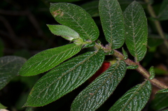 Columnea anisophylla