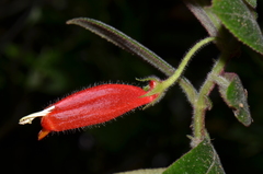 Columnea anisophylla