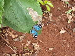 Dynamine tithia