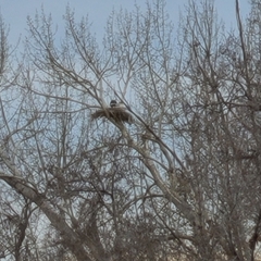 Haliaeetus leucocephalus