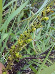 Thesium cupressoides