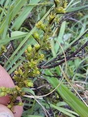 Thesium cupressoides