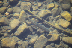 Pseudochondrostoma duriense