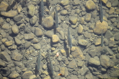 Pseudochondrostoma duriense