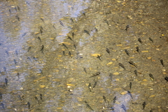 Pseudochondrostoma duriense