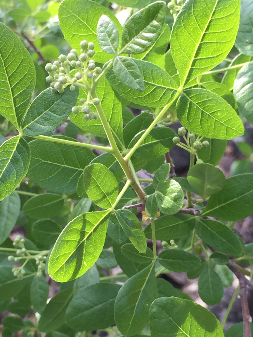Ptelea trifoliata var. mollis