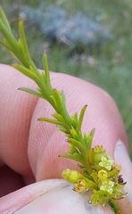 Thesium cupressoides