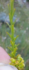 Thesium cupressoides