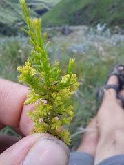 Thesium cupressoides