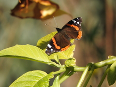 Vanessa atalanta
