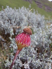 Senecio discodregeanus
