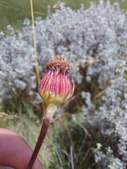 Senecio discodregeanus