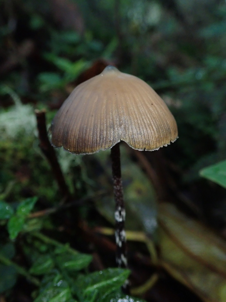 Psilocybe zapotecorum · January 2022 · photo: © fern_friend (iNaturalist, cc-by)