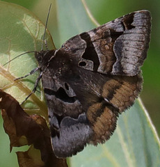 Euclidia ardita
