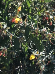 Acmispon dendroideus