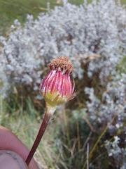 Senecio discodregeanus