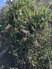 Acmispon dendroideus